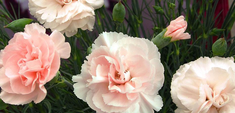 Whetman Pinks USA