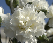 Whetman Pinks Scent First Tall Dianthus Memories